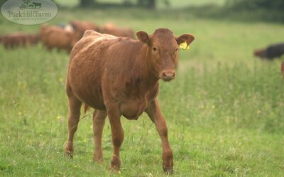 What Makes Park Hill Farm Beef Special? Our South Devon and Hereford Cross