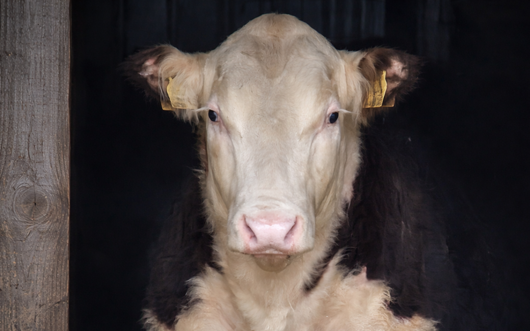 News from the Cowshed – A Warm Welcome to 2026